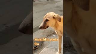 Sardi wala sawal #comedy #funny #fun #acting #yt #dogsstreet #comedyfilms #streetpets