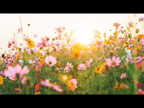 머리가 맑아지는 힐링음악 🌲하루10분 만병을 치료 해주는 힐링 명상 기치료 음악 및 영상 - 아침음악, 힐링음악, 명상음악, 스트레스해소음악