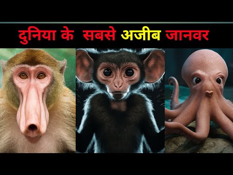 दुनिया के  सबसे अजीब जानवर | the strangest animals in the world