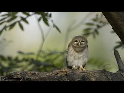 Spotted owlet