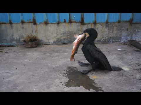 Cormorants like to eat big fish