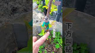 粉吉野櫻｜四月第一次開花｜嫁接櫻花苗的照顧