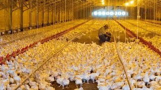 Inside President William Ruto's Multibillion poultry Farm in Sugoi