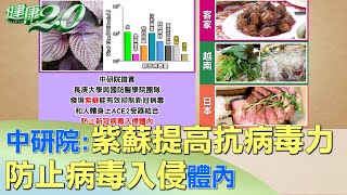 中研院：紫蘇提高抗病毒能力 防止病毒入侵體內 健康2.0