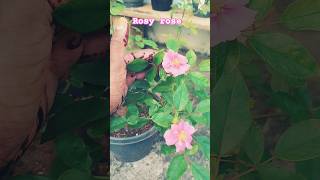 ||HOMELY FEELS GARDEN|| ഞാൻ വാങ്ങിയ rosy rose❤️  @Garden-whispers-24