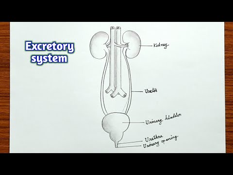 How to draw excretory system | Urinary system diagram drawing easy