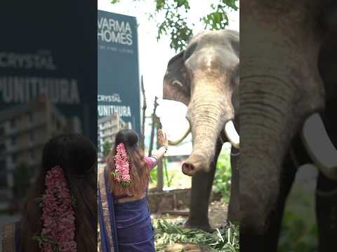 When aana gave me hi-five 😈❤️| Jasnya k Jayadeesh | Jasnya jayadeesh | #elephant #elephantvideo