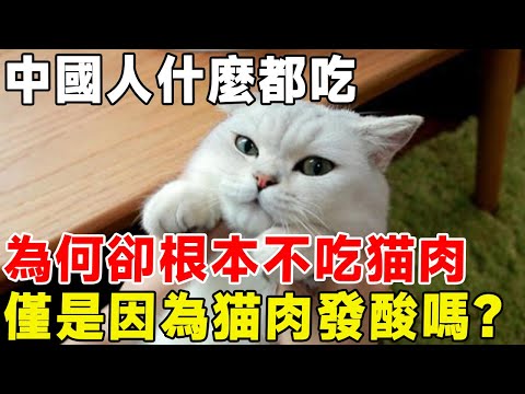 中國人什麼都吃，為何卻根本不吃猫肉，僅是因為猫肉發酸嗎？#科普 #科普頻道