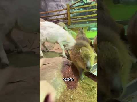 Capybaras: Fearless and Friendly! #capybara #wildlife  #animals #goodnews  #goodstory