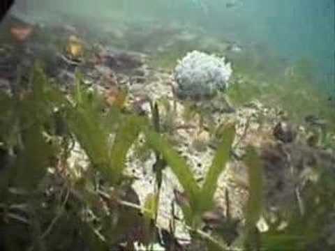 The Last Stand: The Mangrove Trees of Mullet Pond