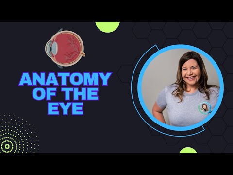 Anatomy of the Eye | 3D Model of the Eye