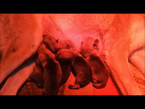 Czechoslovakian Wolfdog "Vanya Lupi del Montale" 1st Day of Newborn Puppies