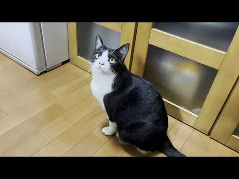 鼻ピーピーを聞いてほしかっただけなのに「オチがない」と言われた猫は・・・