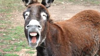 Funny Cute Donkeys To Make You LAUGH! FUNNIEST ANIMALS