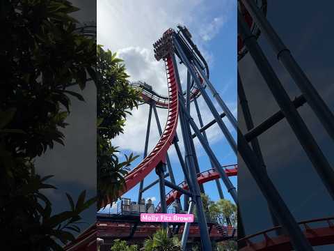 SheiKra Drop 😱 #buschgardens #sheikra #vacation #rollercoaster #buschgardenstampa #fast #ride #epic