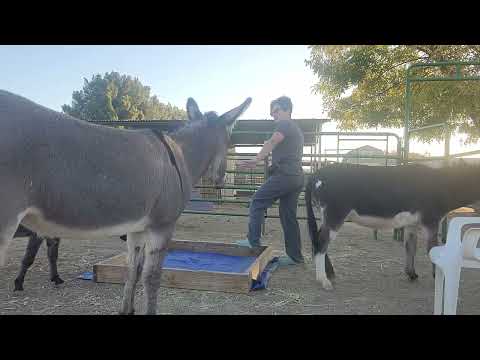 Working with Daffodil and Cannoli over the tarp at liberty #donkeytraining #sick