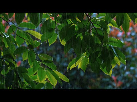 ✅[White Noise] 10 hours of soothing rain under the sweet-scented osmanthus tree to help sleep