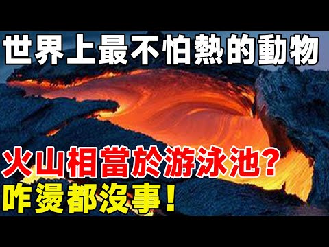 世界上最不怕熱的動物，火山相當於游泳池？ 咋燙都沒事！#科普頻道 #科普 #庞贝蠕虫