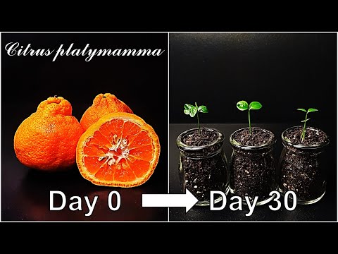 How to grow Byungkyool｜Growing Korean native tangerine from seeds｜How to grow #75 Byungkyool｜Eng Sub