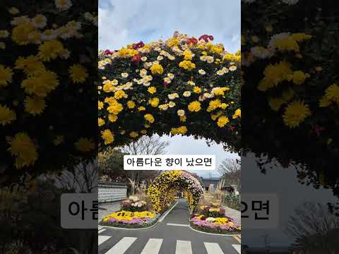 [떠나요] 월출산의 국향에 내려 앉습니다 #영암기찬랜드 #월출국화축제#한국트로트센터