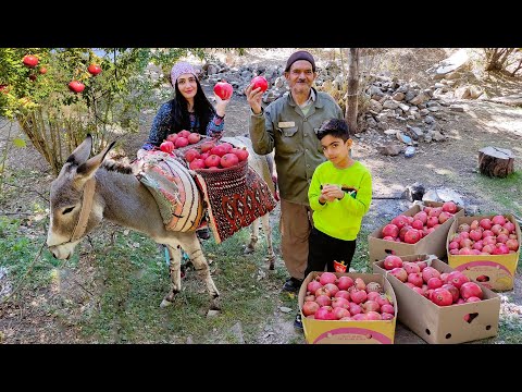 Village Life Iran in Autumn: Amazing Donkey Riding by Village Girl