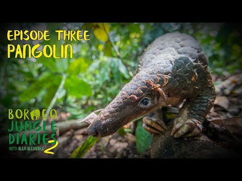 Pangolin: World's Most Trafficked Mammal | Borneo Jungle Diaries (S02E03) | SZtv