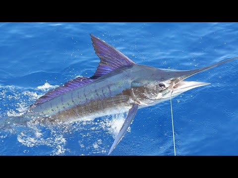 Facts: The Striped Marlin