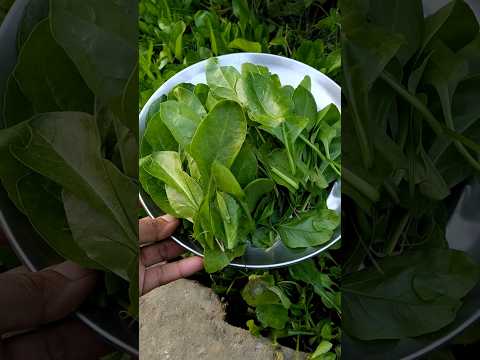 Harvesting of palak/spinach #gardening #ideas #vegetables