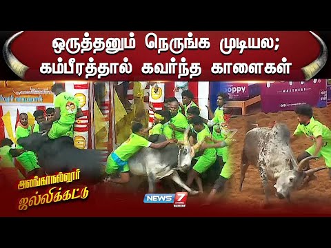 ஒருத்தனும் நெருங்க முடியல; கம்பீரத்தால் கவர்ந்த காளைகள் | Alanganallur Jallikattu 2025