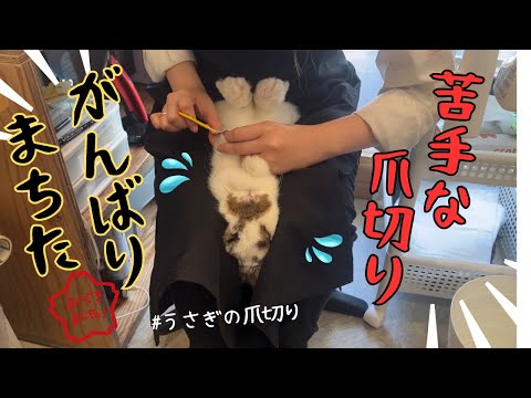 うさぎの爪切り/掃除を邪魔するうさぎ/うさぎのvlog