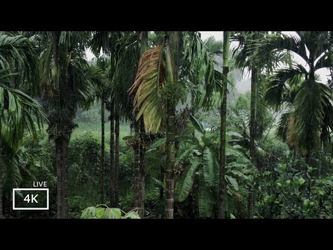 Immerse in the Nature's  Symphony ; Rainstorm Sounds for  Focus or Deep Sleep | Nature White Noise