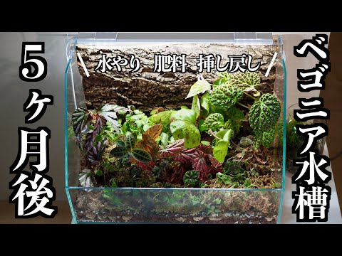 【ベゴニア】水槽で5ヶ月育てた結果｜管理方法｜水やり・肥料・剪定【テラリウム】