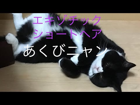 エキゾチックショートヘア　あくび