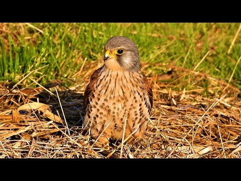 KESTRELS Slow Motion Food Pass 👀 Calling & Hunting