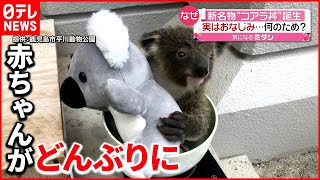 【成長】"コアラ丼"で体重測定  ぬいぐるみと一緒に