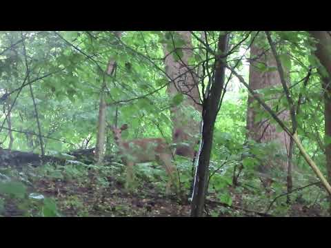 Deer in Rain and Foliage