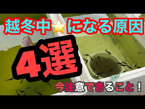 (メダカ)越冬中⭐️になる原因！今注意できること