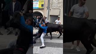 Fête de Caveirac - un taureau arrêté