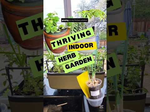 SO MANY HERBS growing on my Kitchen Windowsill