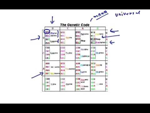 Protein synthesis background