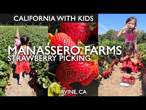 Manassero Farms Strawberry Picking With Kids