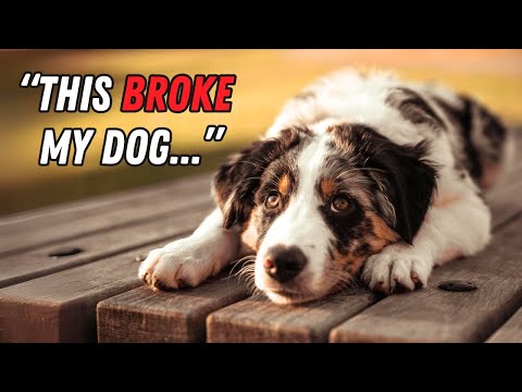 Things you must NEVER do to your Australian Shepherd