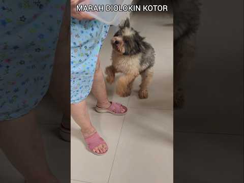 KETIKA OMA & DOGGY SALING GEMES🐕#funnyvideo#funny#funnyanimals#dog#doglover#cuteanimals#shortvideo