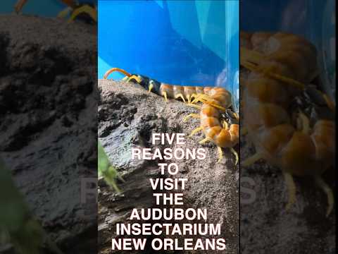 #Top5 reasons to visit the Audubon Insectarium #insectarium #audubon #neworleans