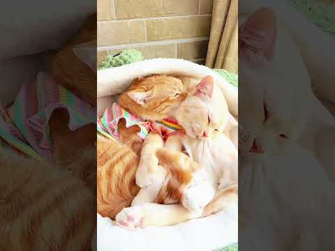 せいかくがやや強い茶トラメスA female orange cat with a slightly strong personality#ねこカップル家族楽しい瞬間動画#catcouple short