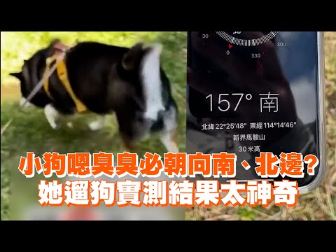 小狗嗯臭臭必朝向南、北邊？　她遛狗實測結果太神奇｜寵物動物｜柴犬｜方位