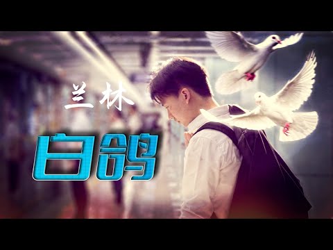 兰林 - 白鸽（《平凡之路》插曲）