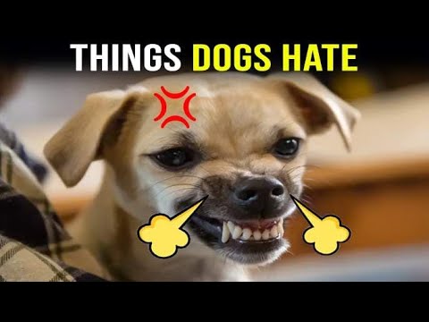 10 Human Habits Your Dog SECRETLY HATES | Must-Watch for Every Dog Owner!