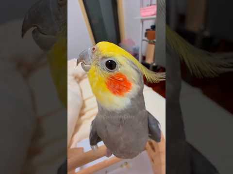 Adorable Cockatiel Larry's Cute Singing Moments 🥰🎶🦜 #cockatielscraze #birdsinging #cutepets