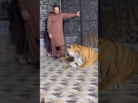 #love #tiger #animals #funny #dance #punjabisong #music #song #newsong #youtube